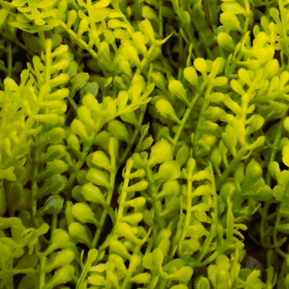 Helecho Japonés – Panel de Follaje Artificial 1x1 m