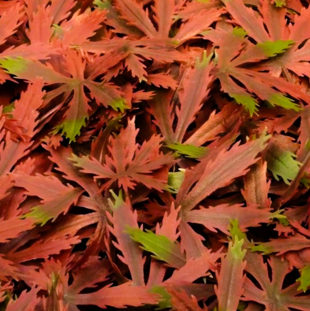 Maple – Panel de Follaje Artificial 1x1 m