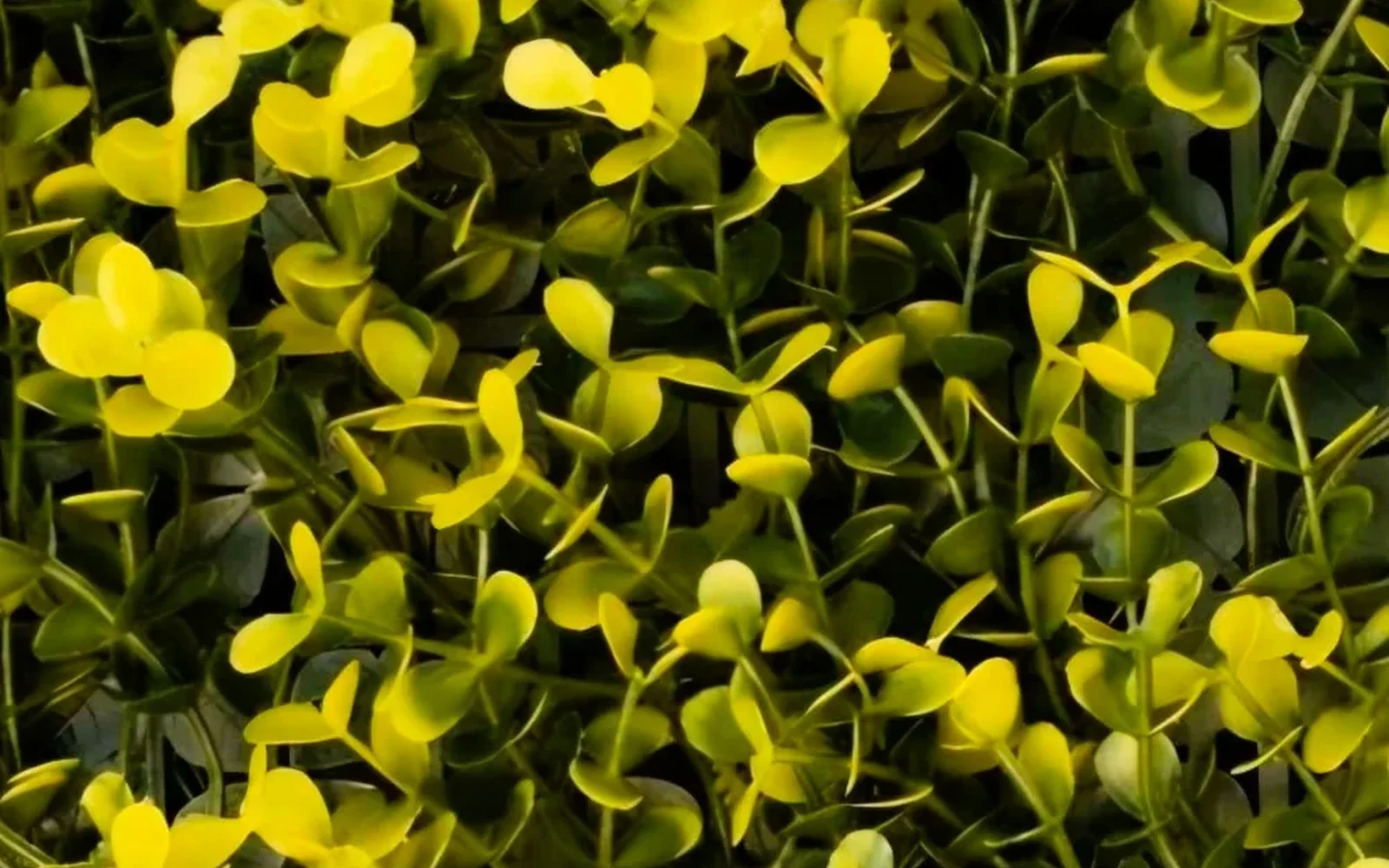 arrayan-amarillo-panel-follaje-artificial
