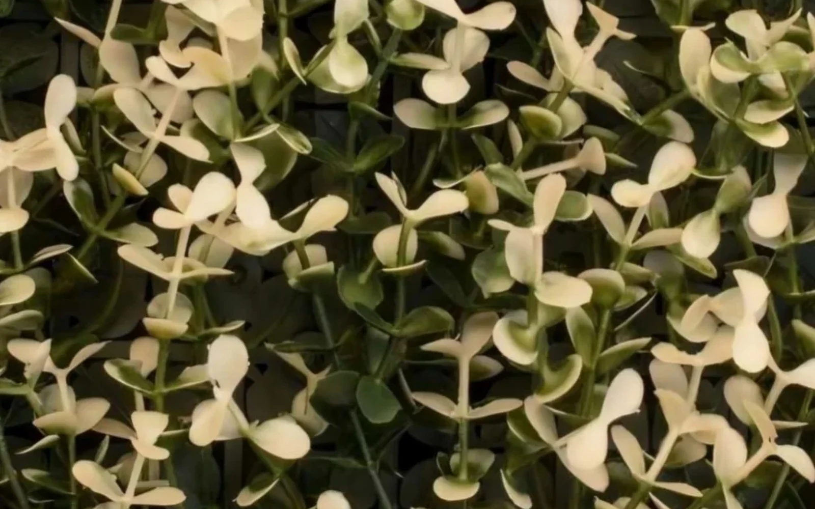arrayan-blanco-panel-muro-verde-artificial