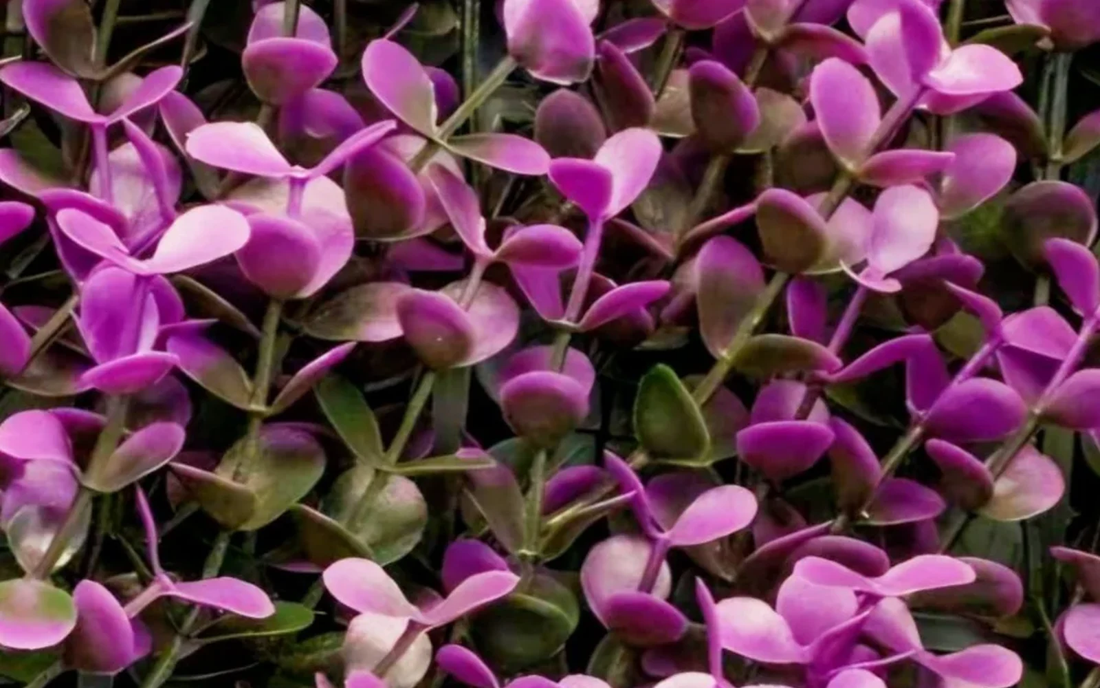 arrayan-morado-panel-follaje-artificial