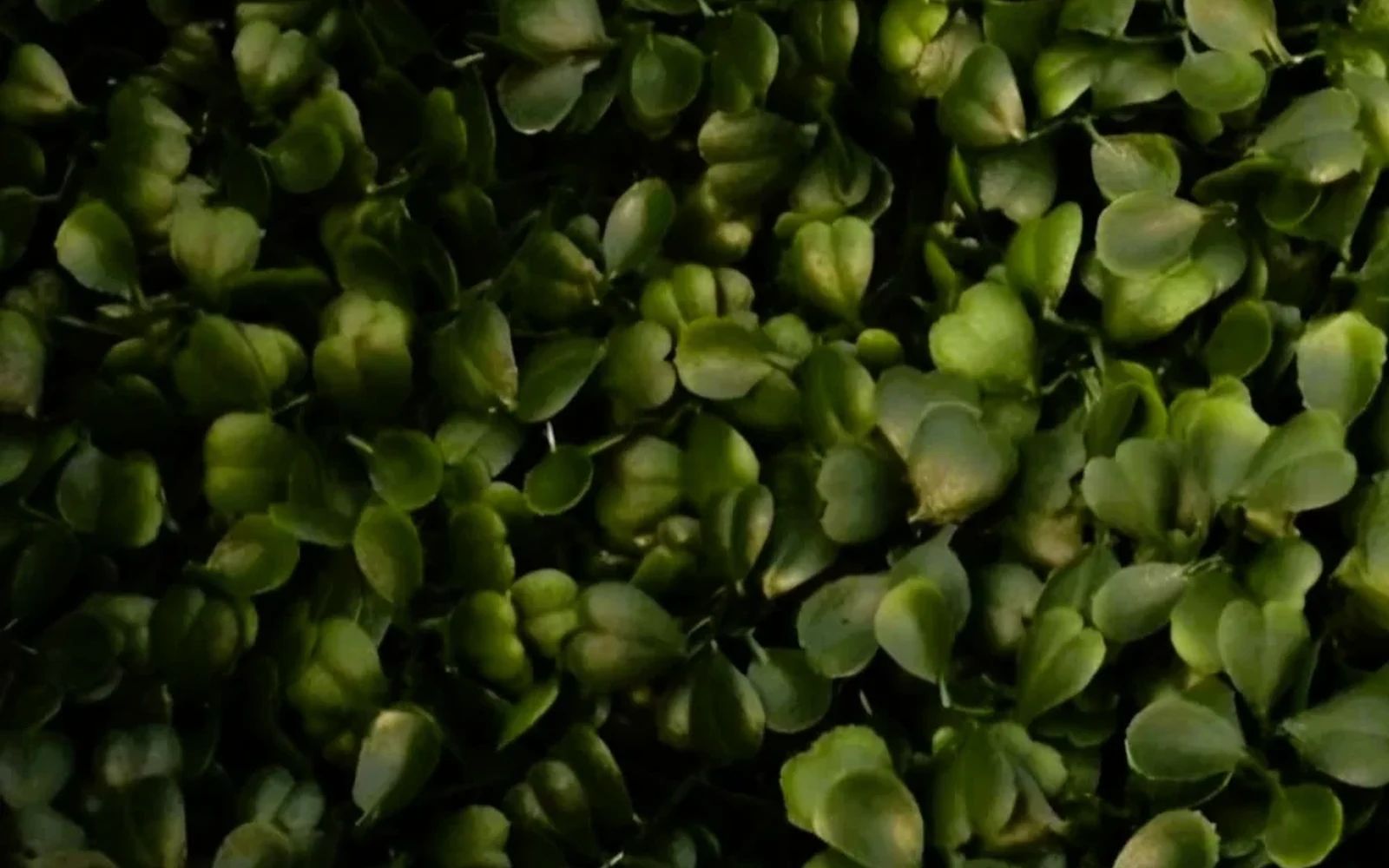 boxwood-obscuro-panel-follaje-artificial