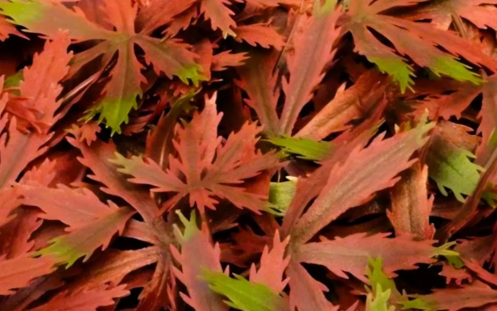maple-panel-follaje-artificial